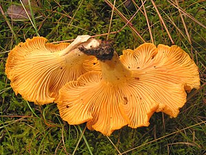 Cantharellus Cibarius