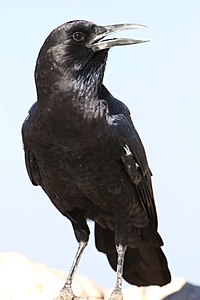 Cape Crow, Corvus capensis, à Kgalagadi Transfrontier Park, Northern Cape, Afrique du Sud (35947034741) .jpg
