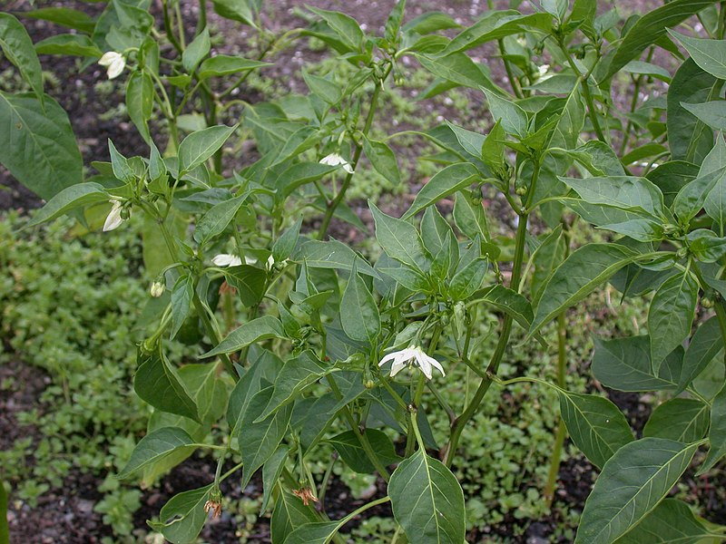 File:Capsicum annuum 15-p.bot-capsic.annu-010.jpg