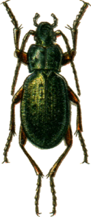 <i>Carabus truncaticollis</i> Species of beetle