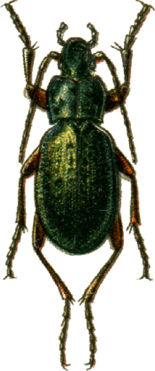 Carabus truncaticollis Jacobson. png 