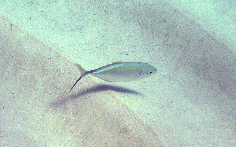 File:Caranx ruber (bar jack) (San Salvador Island, Bahamas) 1 (16151297911).jpg