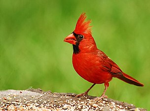The cardinal takes its name from the color worn by Catholic cardinals.