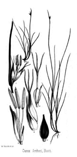 <i>Carex archeri</i> Species of grass