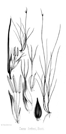Carex Archeri Flora Tasmaniæ.png