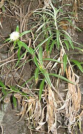 Carlina falcata.jpg