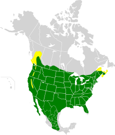Rozšíření hýla mexického (žlutě - letní výskyt, zeleně celoroční výskyt)