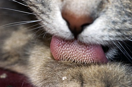 Tập tin:Cat tongue macro.jpg