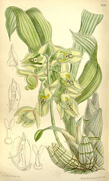 Catasetum lemosii.jpg