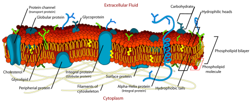 Cell membrane detailed diagram from Wikimedia Commons