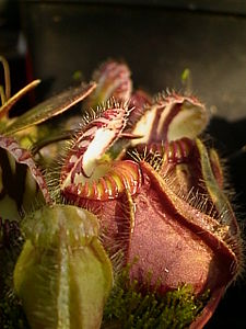 Cephalotus follicularis001.jpg