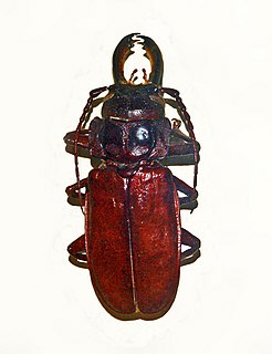 <i>Mallodon</i> Genus of beetles