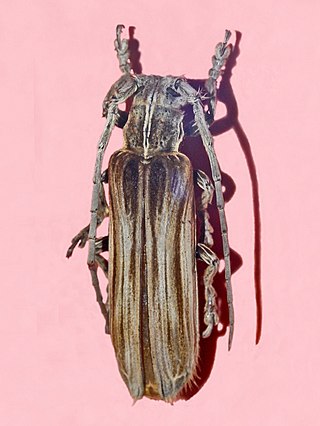 <i>Xylorhiza</i> (beetle) Genus of beetles