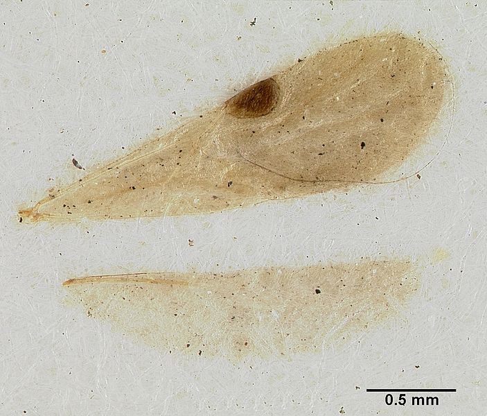 File:Cerapachys versicolor castype06946 dorsal 1.jpg