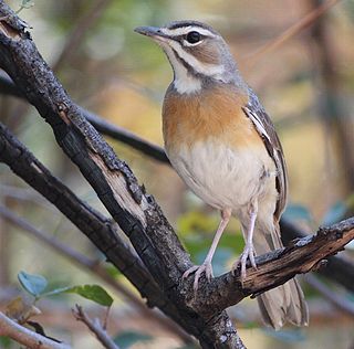 Miombo scrub robin