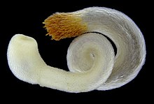 Chaetoderma nitidulum.jpg