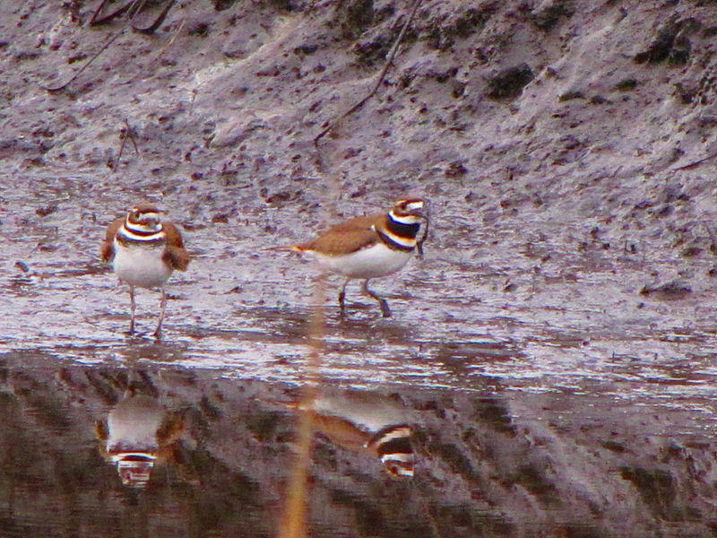 File:Charadrius vociferus Pair.jpg