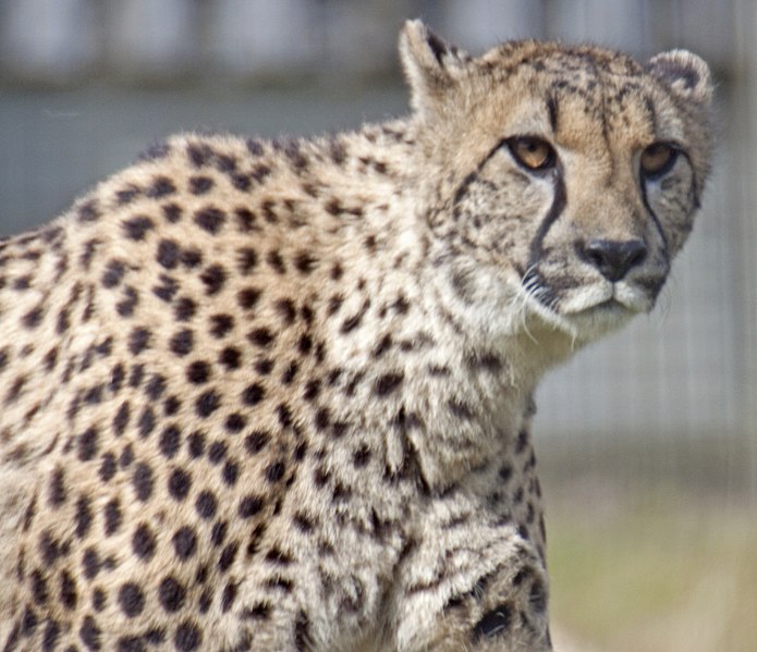 File:Cheetah 3 (3865824086).jpg