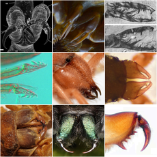 Chelicerae collage.png