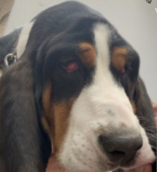 File:Cherry eye, a common eye condition for basset hounds .jpg