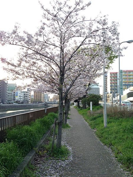File:Cherry trees on bank of Mikasagawa River near Hie-Shimbashi Bridge.jpg