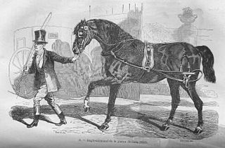 <span class="mw-page-title-main">Carrossier noir du Cotentin</span> Extinct French breed of horse.