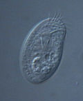 Miniatura para Phyllopharyngea