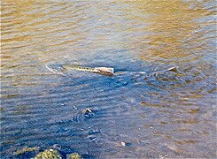 El salmón Chinook desova en el "Los Gatos Creek" afluente del río Guadalupe por la "California Highway 17" en 1996.