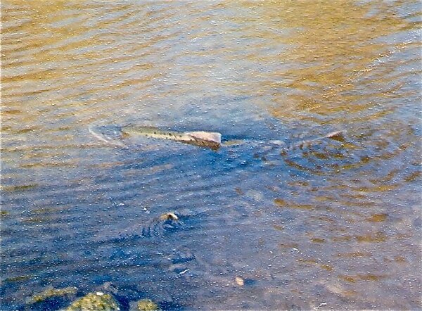 Chinook salmon spawning on the Los Gatos Creek tributary of Guadalupe River by California Highway 17 in 1996