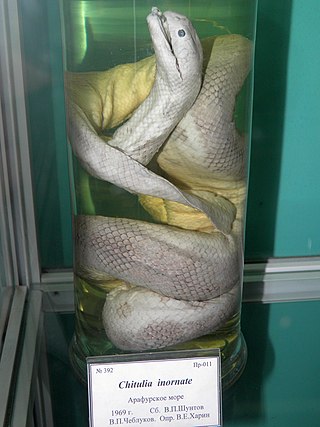 <i>Hydrophis inornatus</i> Species of snake