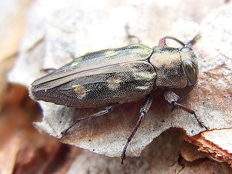 File:Chrysobothris igniventris natur.jpg