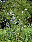 Cichorium Intybus.jpg