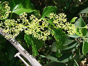 Chi Cissus