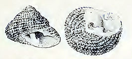 Clanculus floridus