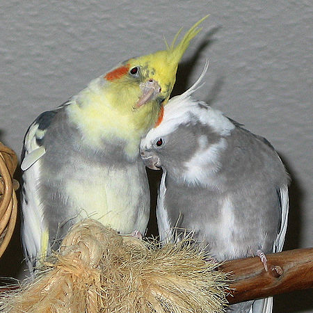 Cockatiels.jpg