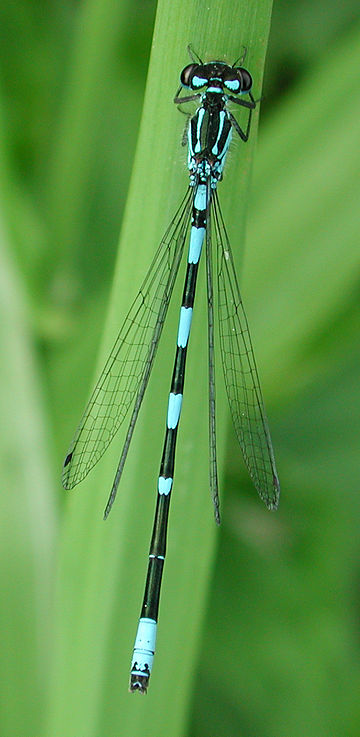 Coenagrion pulchellum