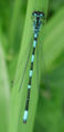 Coenagrion pulchellum mascle