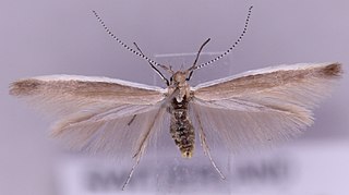 <i>Coleophora albicostella</i> Species of moth