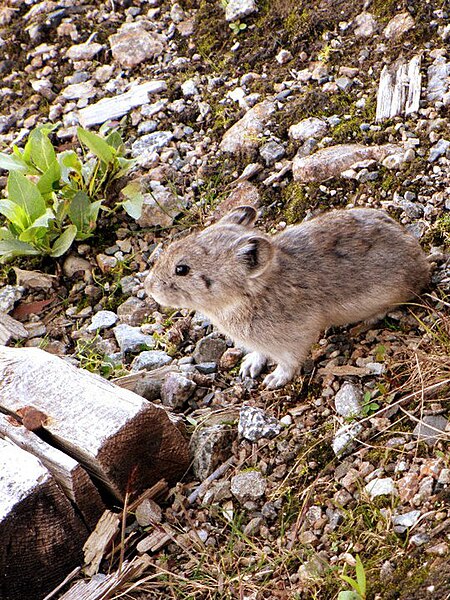 File:Collared Pika - Hatchers Pass Alaska.jpg