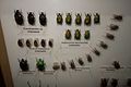 Collection of Malaysian beetles (26000791492).jpg