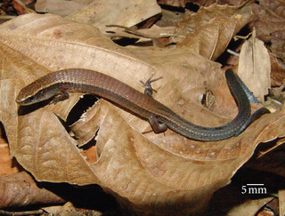 Colobodactylus taunayi