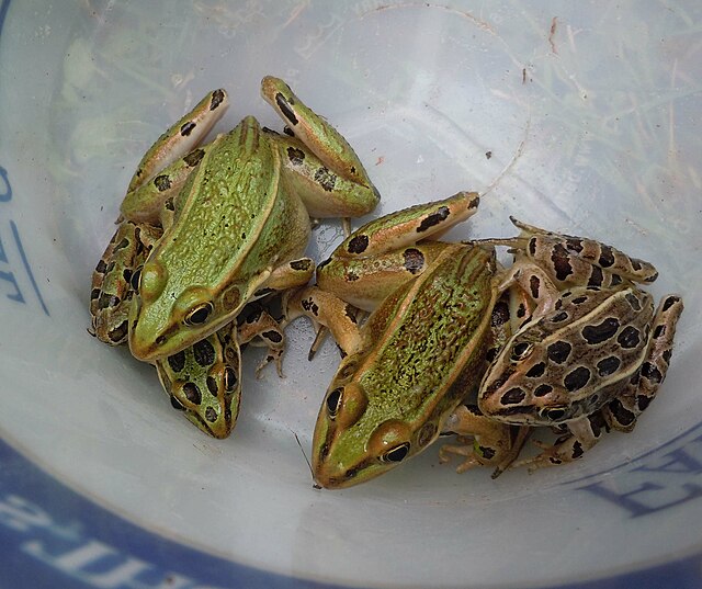 Ficheiro:Green-leopard-frog-in-swamp.jpg – Wikipédia, a enciclopédia livre