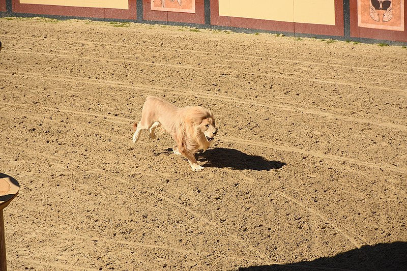 File:Colosseum - Roman Arena 68 - White Lion Heading Home.jpg