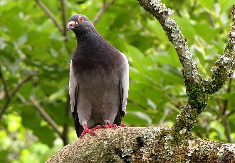 File:Columba livia (Paloma bravía) (14446637675).jpg