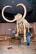 Another view of the Columbian Mammoth in the museum’s lobby.