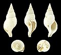 * Nomination Shell of a Slender Spindle Shell, Colus gracilis --Llez 18:08, 10 October 2018 (UTC) * Promotion Good quality. --Ercé 18:13, 10 October 2018 (UTC)