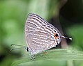 Common cerulean (Jamides celeno tissama) underside.jpg