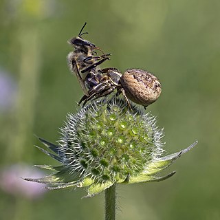 Common crab spider (Xysticus cristatus) female with prey Carniolan honey bee (Apis melifera carnica)