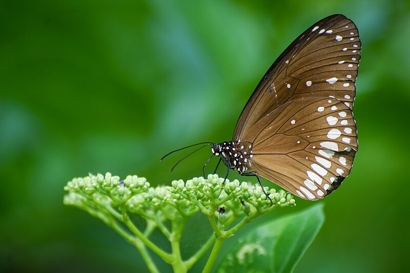 File:Common crow butterfly 001 (3).jpg