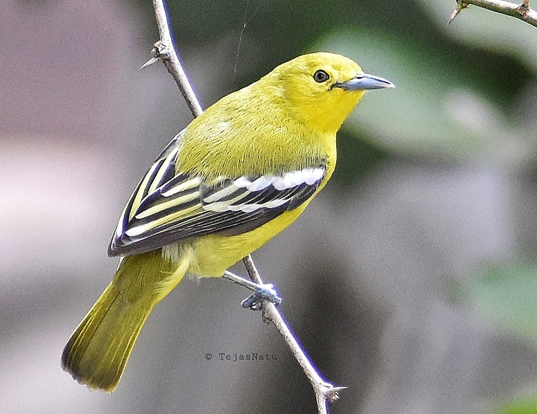 File:Common iora female.jpg